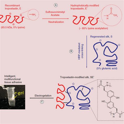 The Process Of Tropoelastin Modification Of Regenerated Silk Fibroin