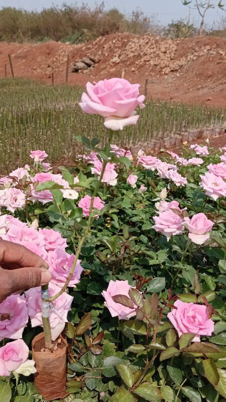 Revival Rose Plant Om Sai Roses Pune Maharashtra
