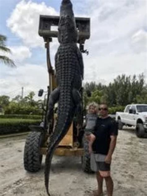 the photos of this giant gator that was caught in florida are amazing and terrifying this is