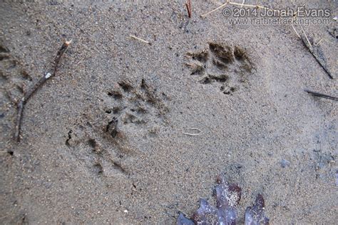 Check spelling or type a new query. North Carolina - NatureTracking