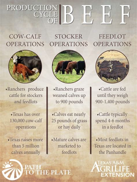 Cow Calf Operation Facts All About Cow Photos