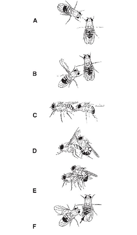 Courtship Behaviour In D Melanogaster A Orientation Of The Male Download Scientific Diagram