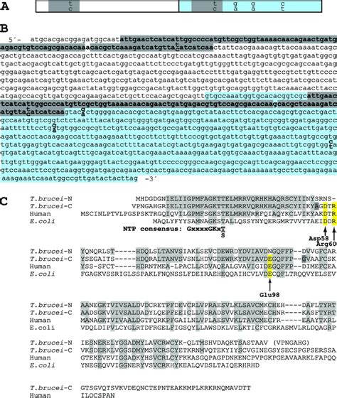 dna and amino acid sequences of t brucei tk a and b schematic figure download scientific