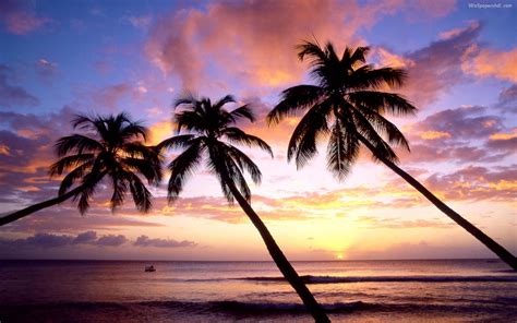 42+ Palm Tree Sunset Wallpaper on WallpaperSafari