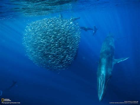 Not all schooling fish are compatible with every kind of tank. School of Fish Wallpaper - WallpaperSafari