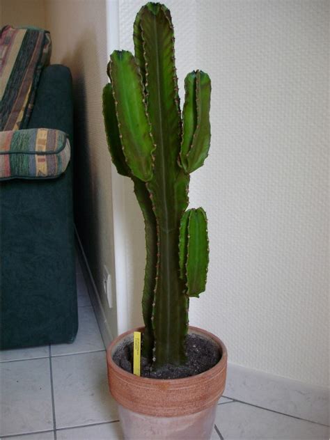 Cactus Qui Devient Marron Par Le Haut - cactus qui devient marron