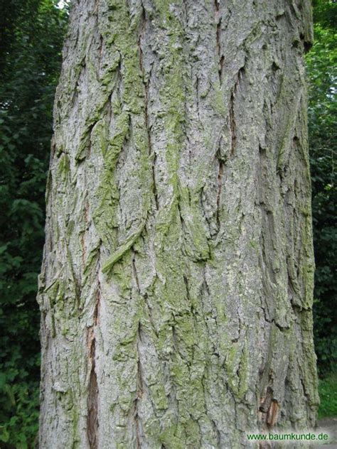Botanical mix rutschig ulme rinde 60 vegetarische kapseln. Robinie (Robinia pseudoacacia): Borke bestimmen - Robinie