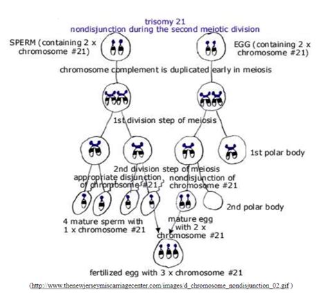 These questions can be used for the preparation of all the competitive examinations in biology / life sciences such as csir jrf net, icmr jrf, dbt bet jrf, gate and other university ph.d entrance examinations. Meiosis Reading Worksheet Integrated Science 2 Answer Key ...