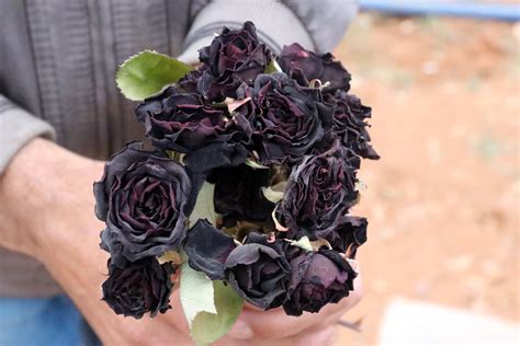 Harvest Begins For Rare Black Roses Of Halfeti Pearl Of The