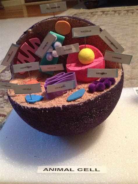 Animal cell parts 5th grade. Matthews project- Animal Cell | Cell model, Animal cell ...