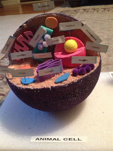 Animal cell an animal cell is a form of eukaryotic cell that makes up many tissues in animals. Matthews project- Animal Cell | Animal cell project ...