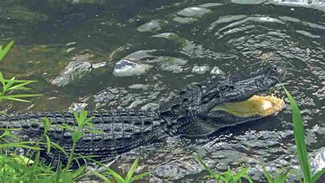 Where To Hunt Alligators Grand View Outdoors