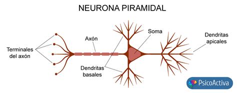 Neuronas Piramidales Estructura Y Funciones