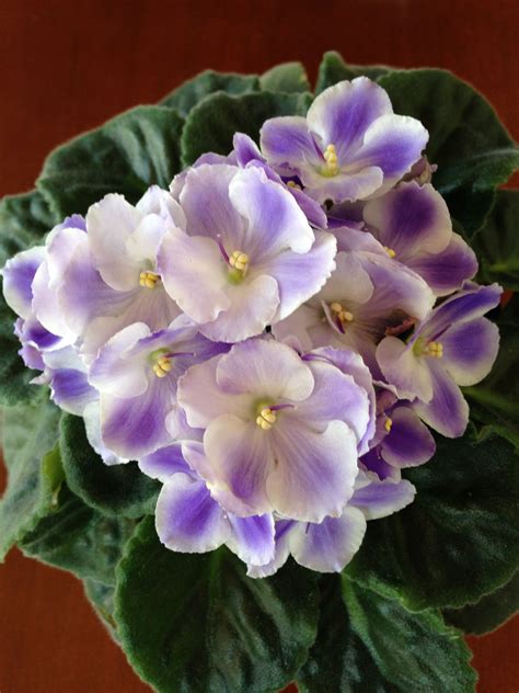 Purple And White Single African Violet African Violets House Plants