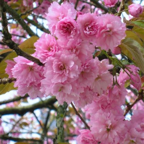 Japanese Flowering Cherry Kwanzan