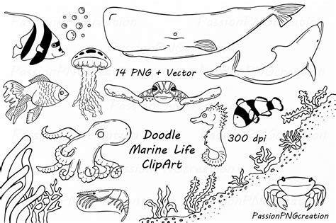 Doodle Marine Life Clipart ~ Illustrations ~ Creative Market