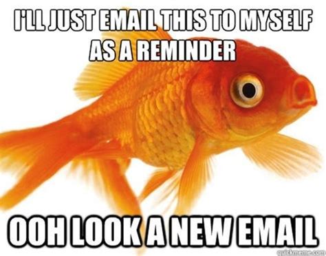 24 Hilarious Fish Memes Proving You Can Be Funny Without Even Talking