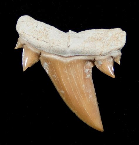 Unusual Serratolamna Fossil Shark Tooth 3413 For Sale