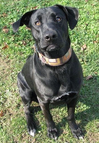 Adopt At Columbiana Dog Poundlisbon Ohio Petfinder