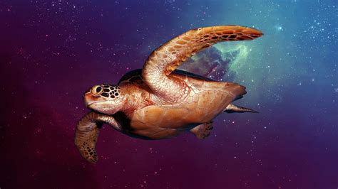 Wallpaper Animals Underwater Amphibian Reptile 1920x1080 Px