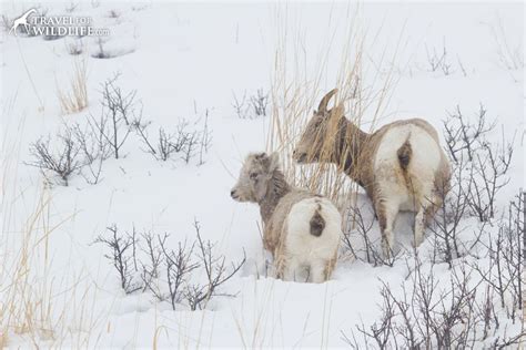Bighorn Ewe And Lamb Yellowstone Winter Yellowstone Vacation Wolf
