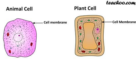 Animal cells ˈænɪməl sɛl definition: Important Points of Cell Membrane - Chapter 8 Class 8 Science