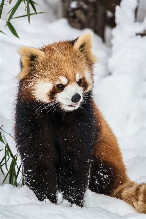 Red Panda In Snow With Images Red Panda Panda In Snow