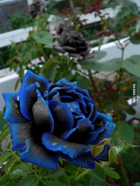 Where Can I Buy A Blue Rose Plant Home And Garden Reference