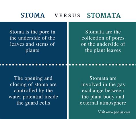 Check spelling or type a new query. Difference Between Stoma and Stomata | Structure ...