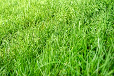 Tall Fescue Grass Care And Growing Guide Happysprout