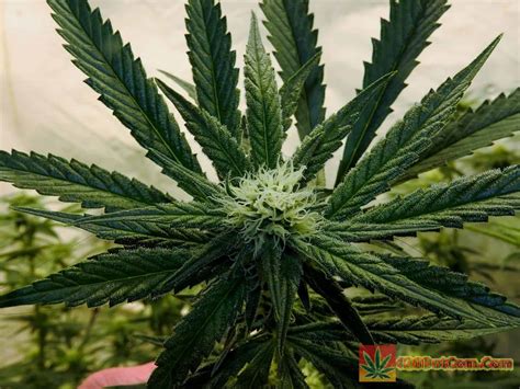 Kiss method on soil, people make things too complicated which creates complicated problems. Bruce Banner Seeds - Bruce Banner Strain Grow - How To ...
