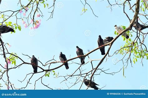Abstract Nature Background With Birds And Trees Stock Photo Image Of