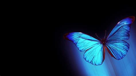 Animated Moving Blue Butterfly Wallpaper Canvas Ily