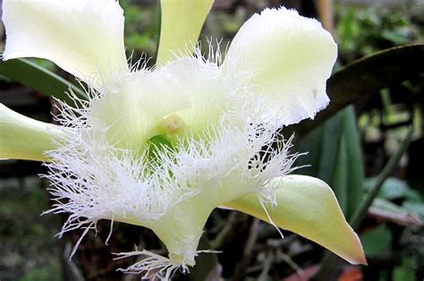 Flor Nacional De Honduras Orquídea Rhyncholaelia Digbyana