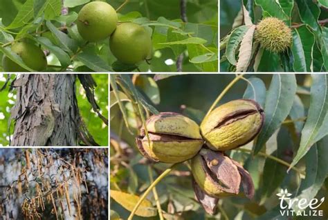 6 Edible And Native Nut Trees That Grow In Virginia