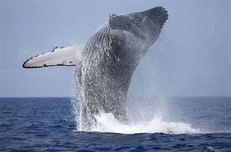 Tips For Whale Watching In San Diego