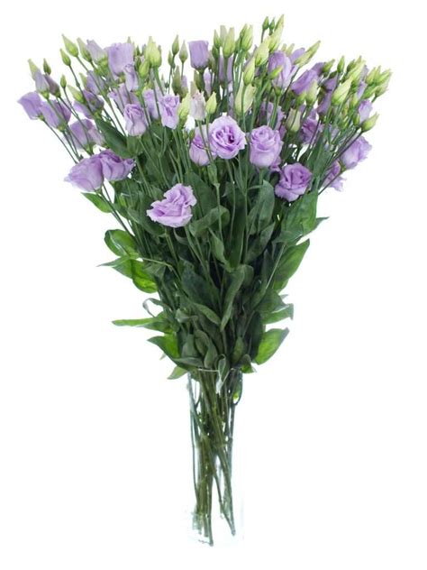 Lisianthus Eustoma „rosita Lavender“ Lila Blumigo