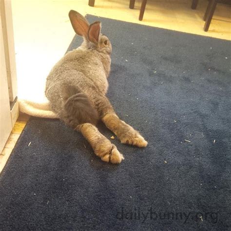 Bunny Stretches Out On The Kitchen Rug Where She Can Supervise The Cooking — The Daily Bunny