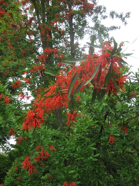#embothrium coccineum notro, ciruelillo, chilean fire bush #floradechile autumnal coloration of the leaves in small #embothrium is in full flower. GroovyGarden: Embothrium coccineum