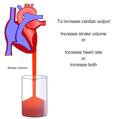 Gaurdian Cardiac | Vascular Concept