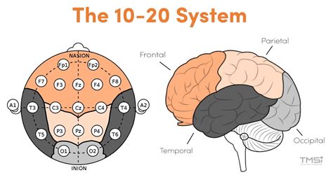 The 10 20 System For Eeg Tmsi