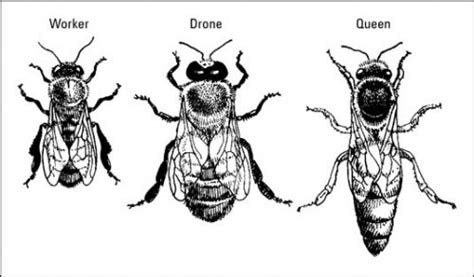 How Long Do Honey Bees Live Sequim Plants My Garden Site