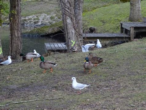130 Lac Waterfowl Stock Photos Pictures And Royalty Free Images Istock