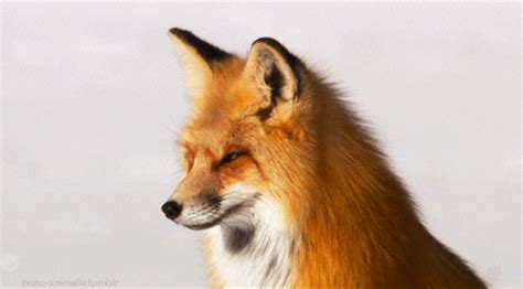 Fox  Find And Share On Giphy