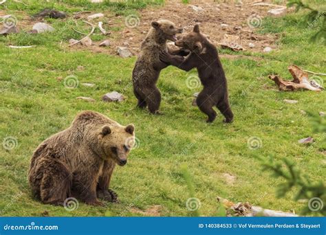 Brown Bear Cubs Wrestling Stock Image Image Of High 140384533