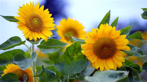 Whimsical Sunflower Desktop Wallpapers Top Free Whimsical Sunflower