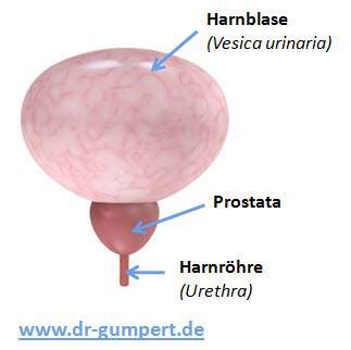 Nur indirekt beteiligt an der schließmuskelfunktion) Prostata