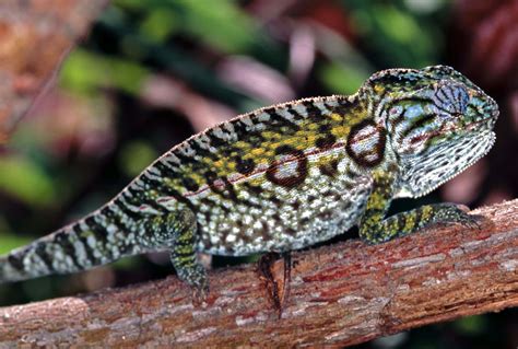 10 Types Of Chameleons That Make Great Pets With Pictures Pet Keen