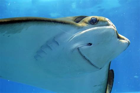11 animales que respiran por la traquea lifeder. Newly Discovered Stingray Species in the Running for Being ...