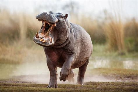 Interesting Facts About Hippos The Facts Vault
